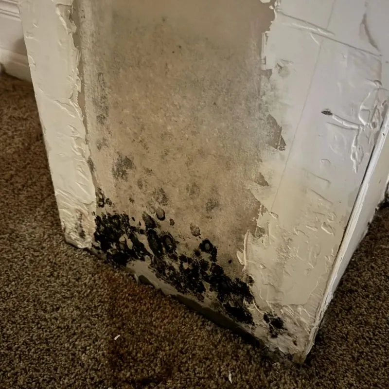 Professional Mold Removal in Contra Costa County, CA
